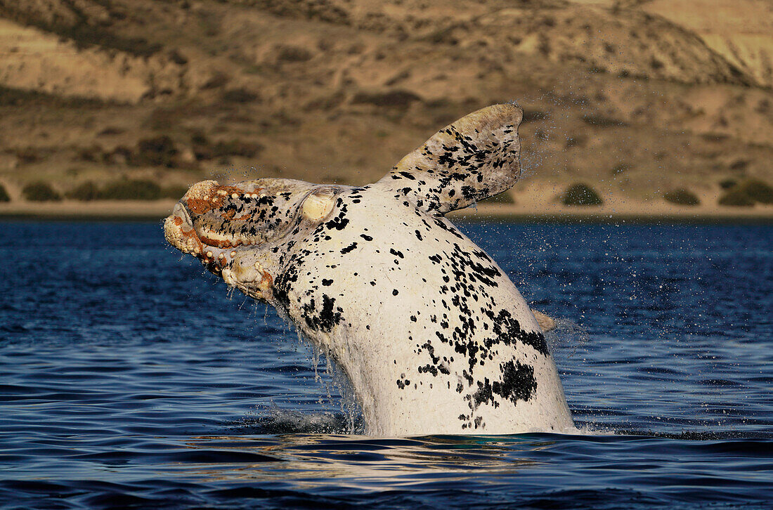 Southern Right Whale (Eubalaena australis) white morph breaching, Peninsula Valdez, Argentina