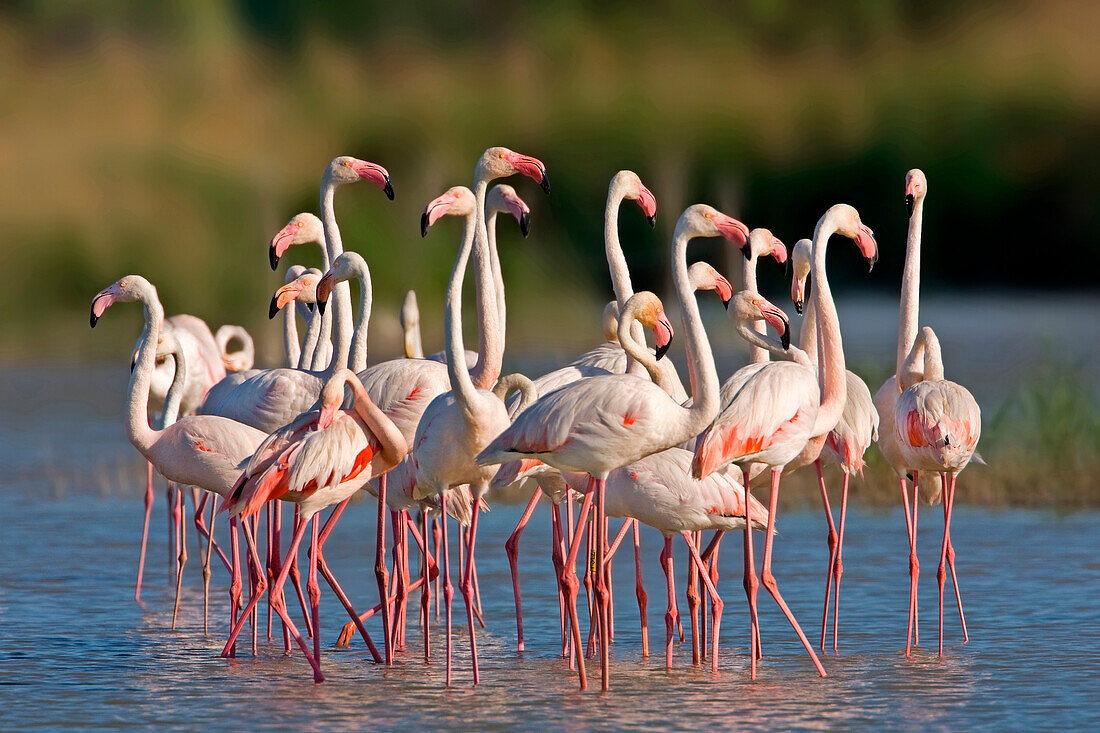 European Flamingo (Phoenicopterus roseus) flock, Camargue, France