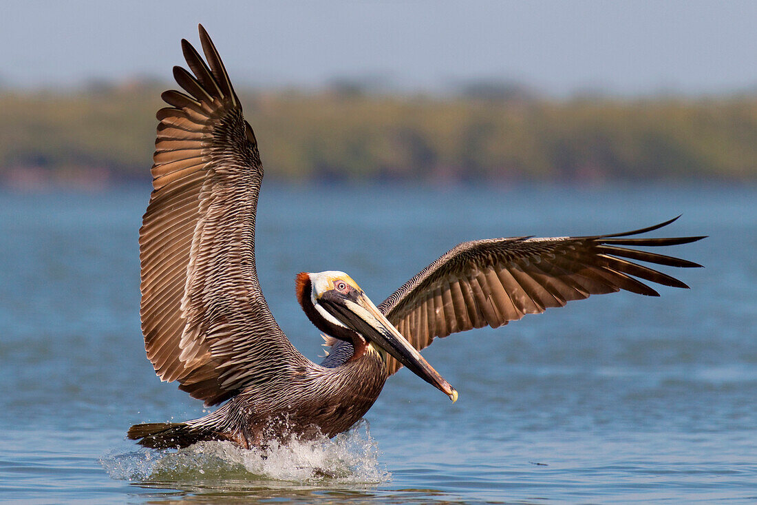 Brown Pelican (Pelecanus occidentalis) landing, Florida