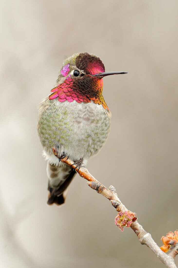 Anna's Hummingbird (Calypte anna), British Columbia, Canada