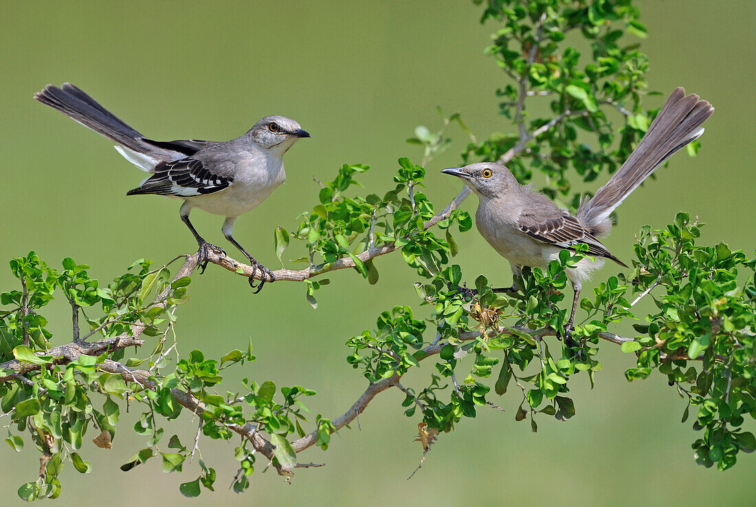 Northern Mockingbird (Mimus polyglottos) pair, Texas