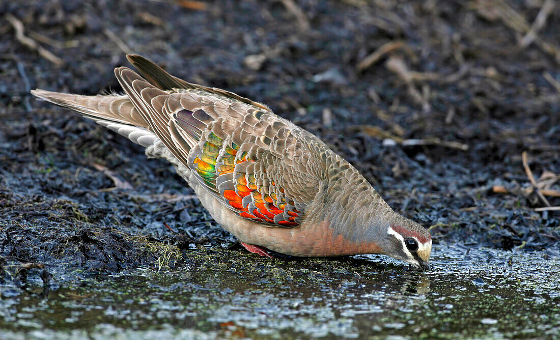 Common Bronzewing (Phaps chalcoptera) male drinking, Victoria, Australia