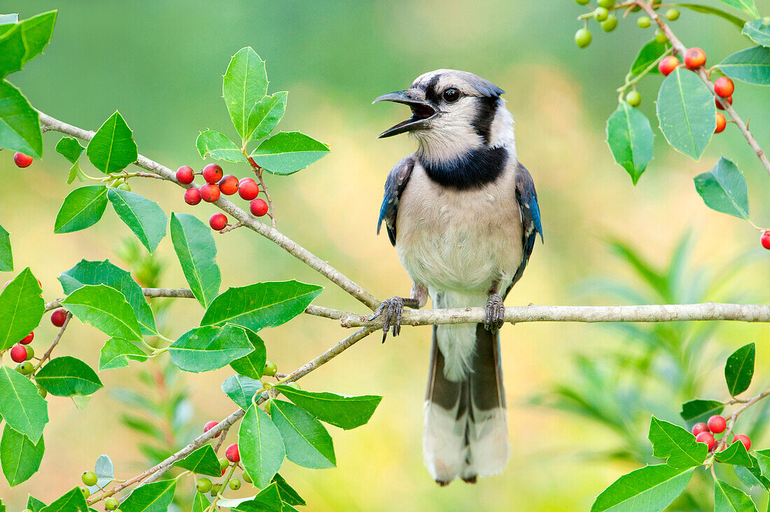 Blue Jay (Cyanocitta cristata) calling, Texas