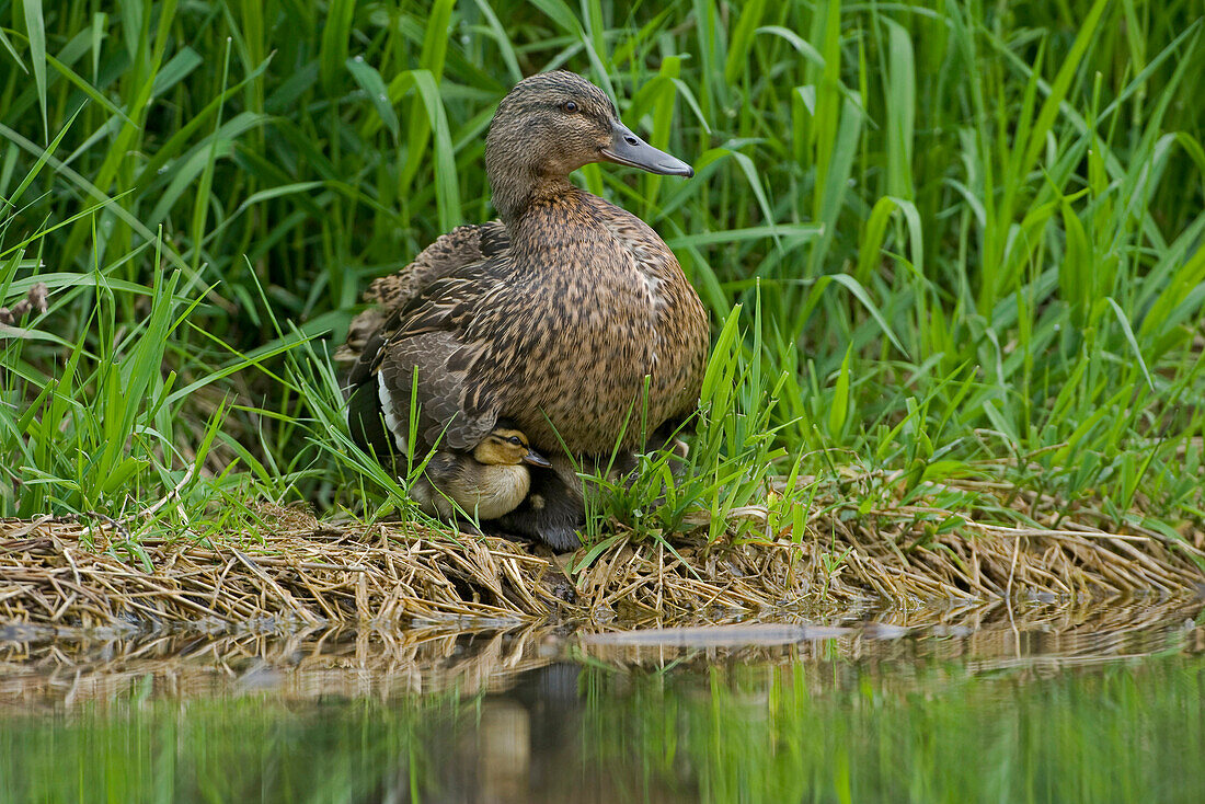 Mallard (Anas platyrhynchos) mother and duckling, Saxony, Germany