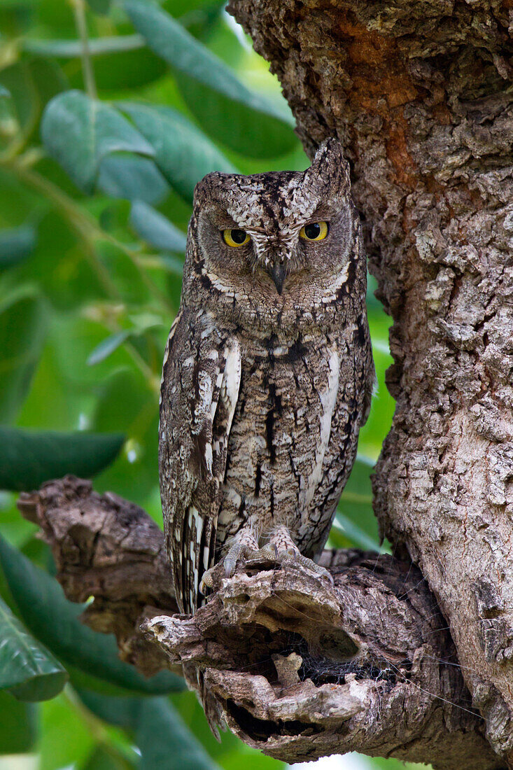 Common Scops-Owl (Otus scops) female, Akamas, Cyprus