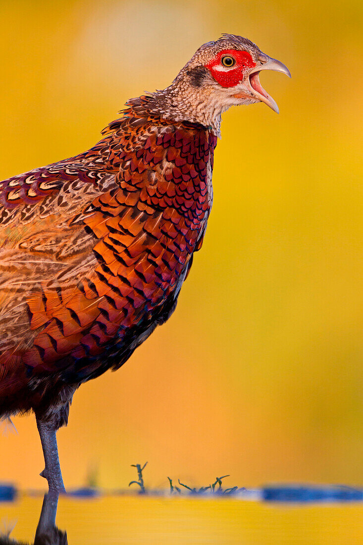 Ring-necked Pheasant (Phasianus colchicus) male calling, Rhineland-Palatinate, Germany