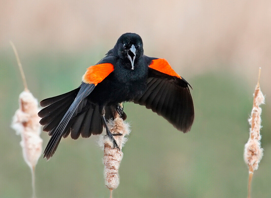 Red-winged Blackbird (Agelaius phoeniceus) male in territorial display, Saskatchewan, Canada