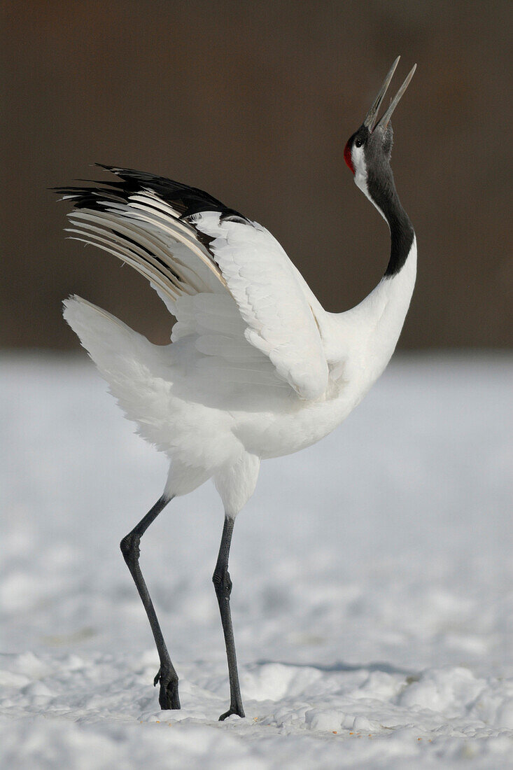 Red-crowned Crane (Grus japonensis) calling, Hokkaido, Japan