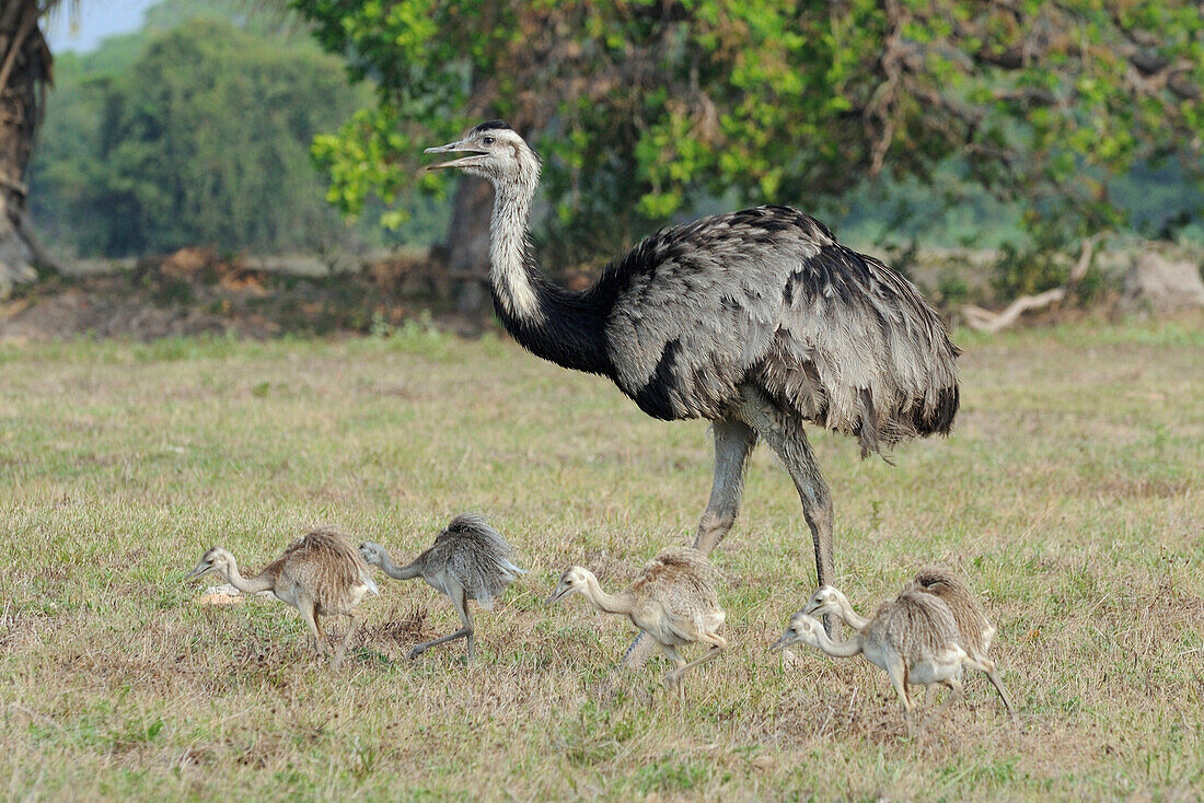 Greater Rhea (Rhea americana) parent and chicks, Pantanal, Brazil