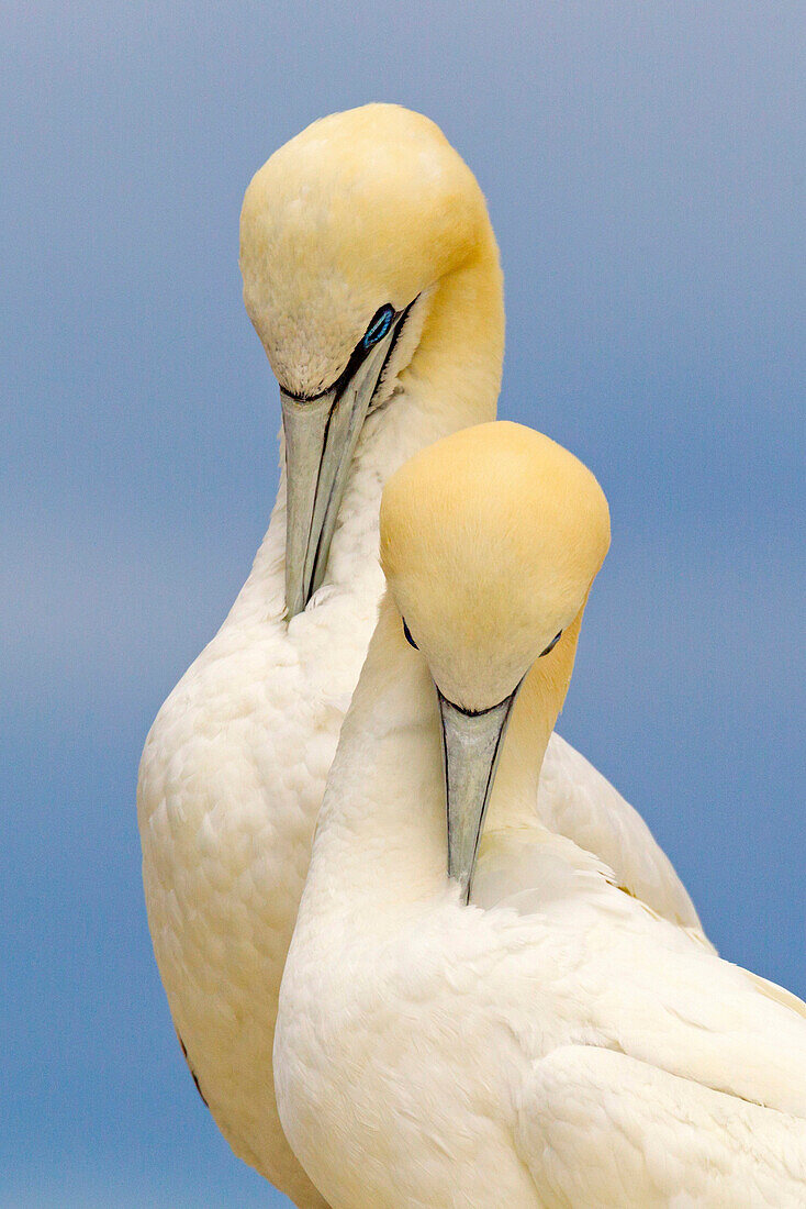 Northern Gannet (Morus bassanus) pair preening, Saltee Islands, Ireland