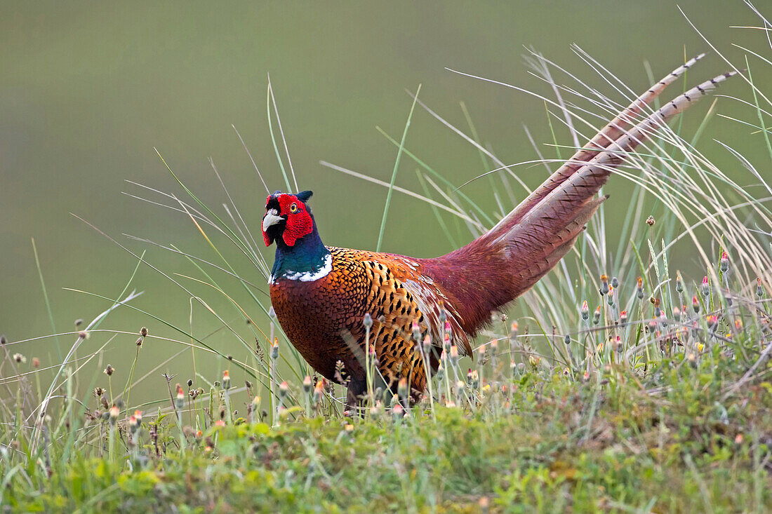 Ring-necked Pheasant (Phasianus colchicus) male, Texel, Netherlands