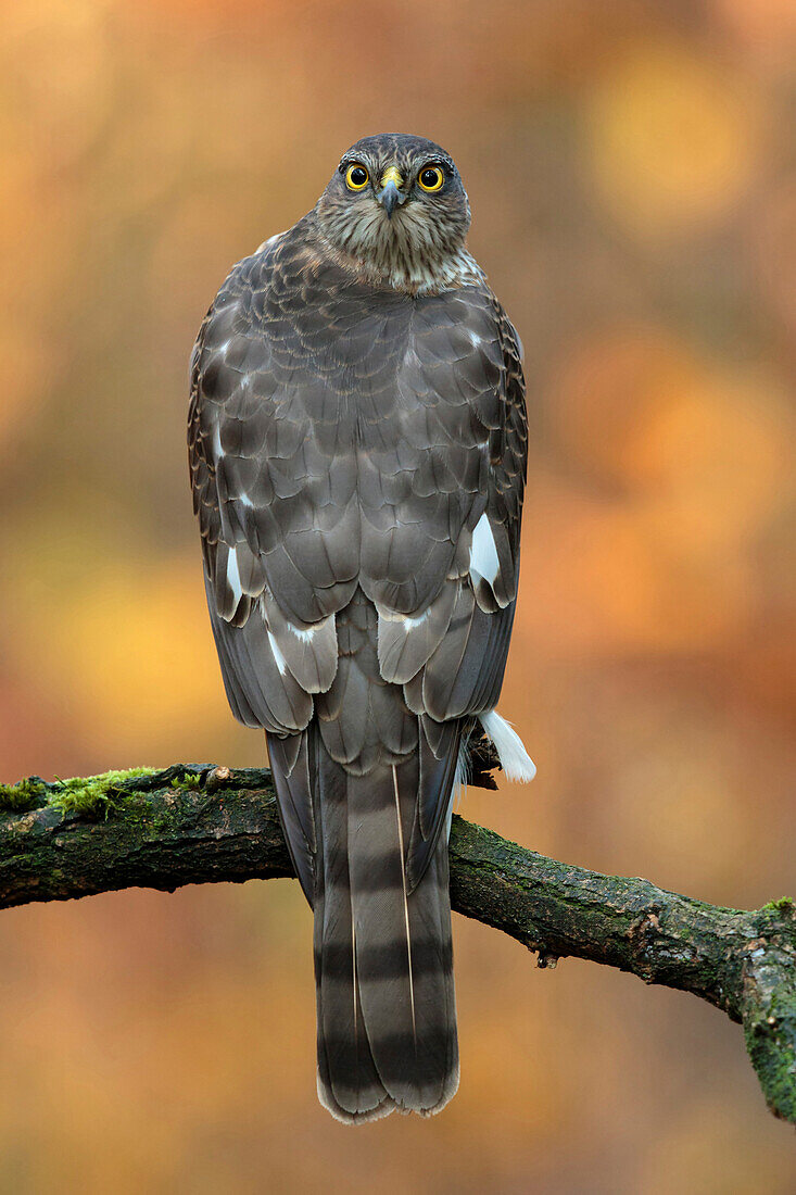 Eurasian Sparrowhawk (Accipiter nisus) sub-adult male, Utrecht, Netherlands