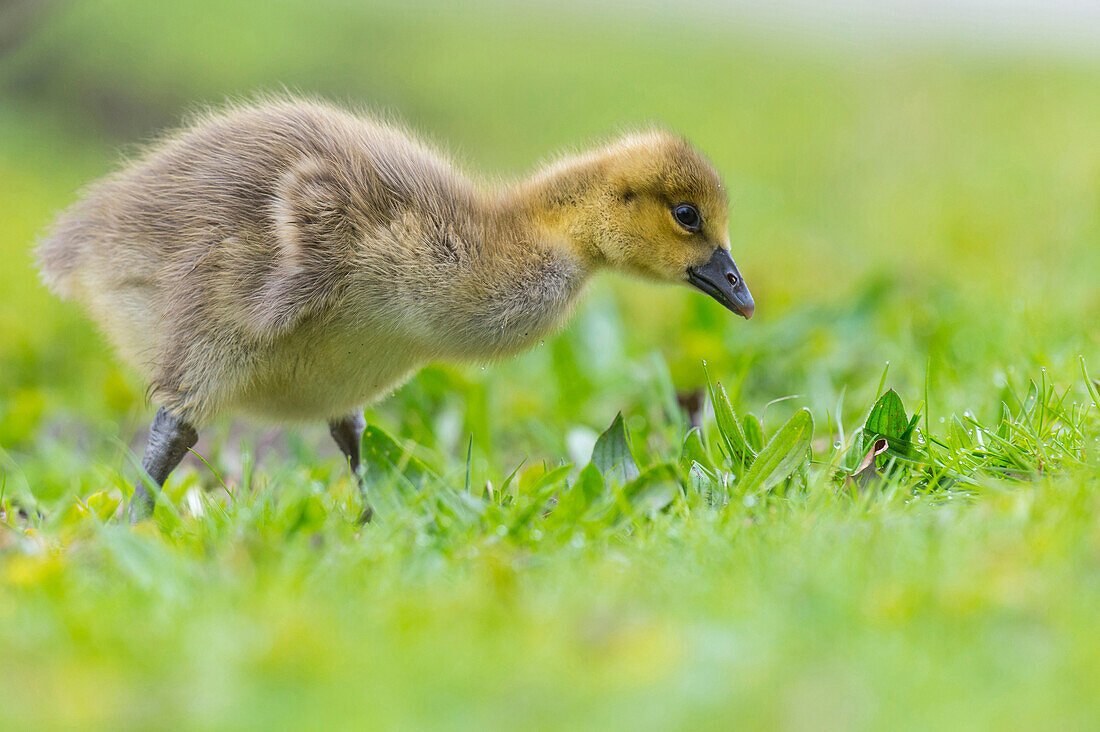 Greylag Goose (Anser anser) gosling, Lower Saxony, Germany