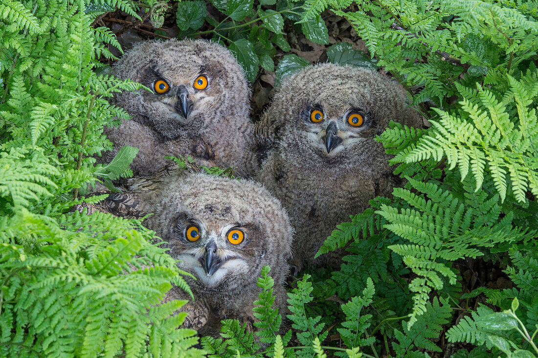 Eurasian Eagle-Owl (Bubo bubo) chicks, Lower Saxony, Germany