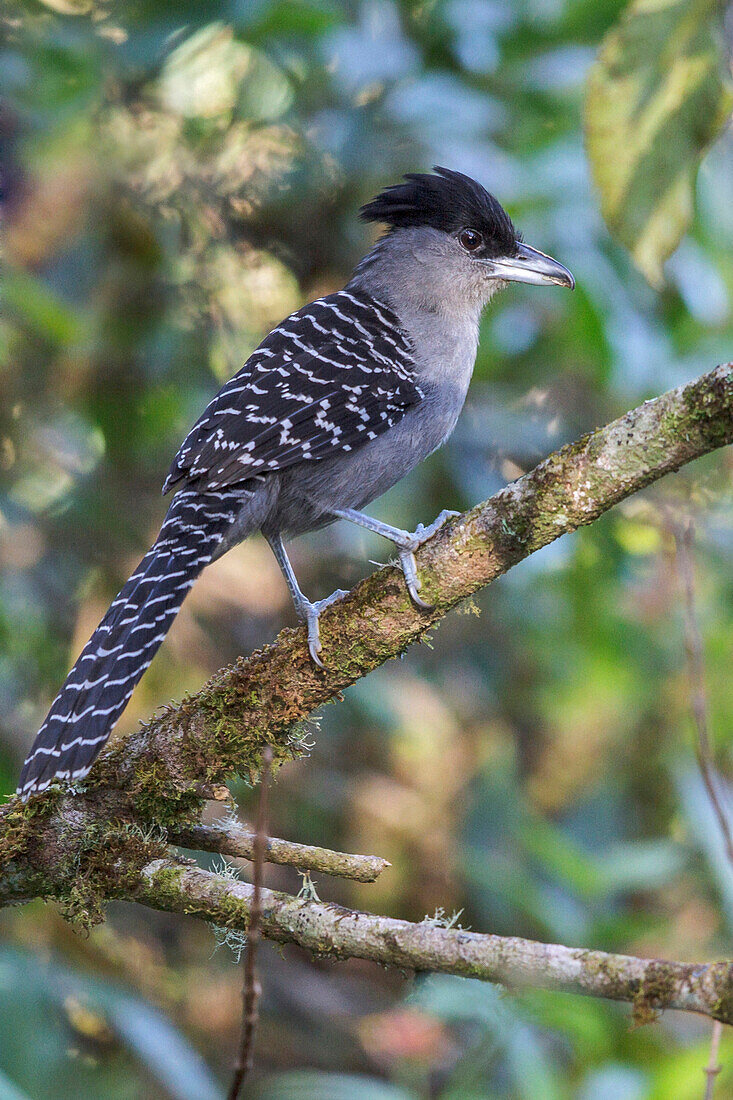 Giant Antshrike (Batara cinerea) male, Atlantic Rainforest, Brazil