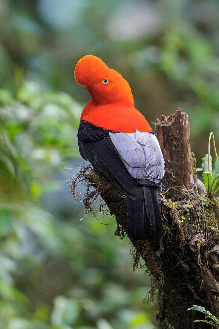 Andean Cock-of-the-rock (Rupicola peruvianus), Manu National Park, Peru