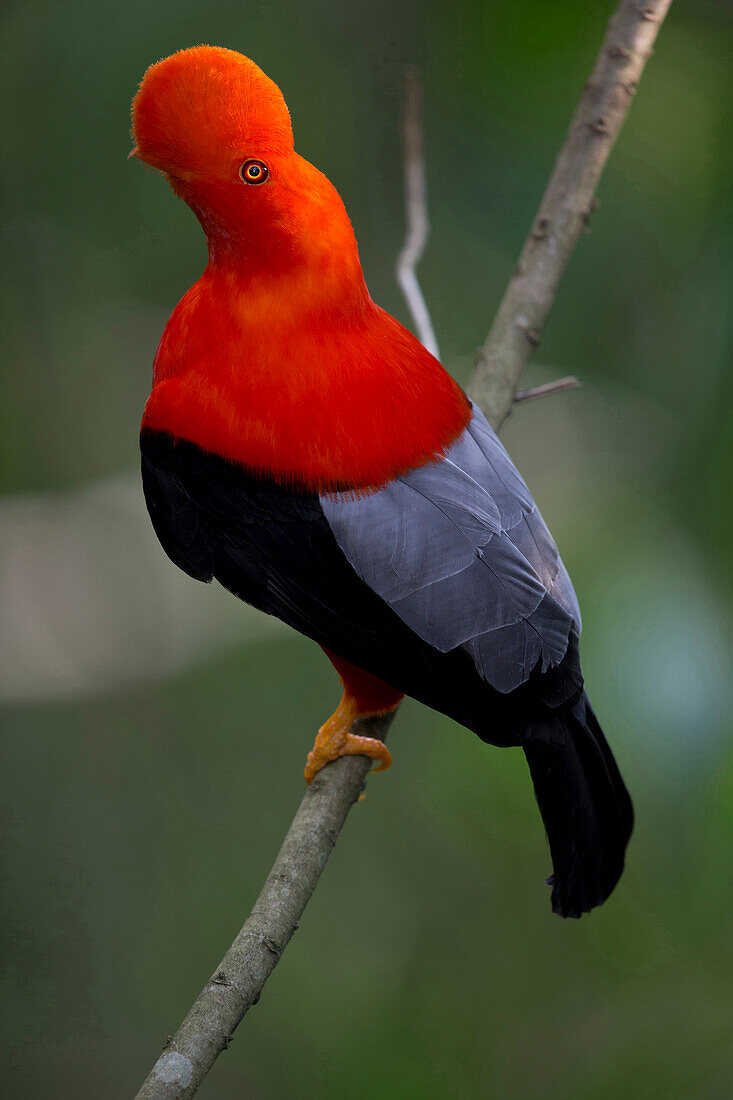 Andean Cock-of-the-rock (Rupicola peruvianus) male, Antioquia, Colombia