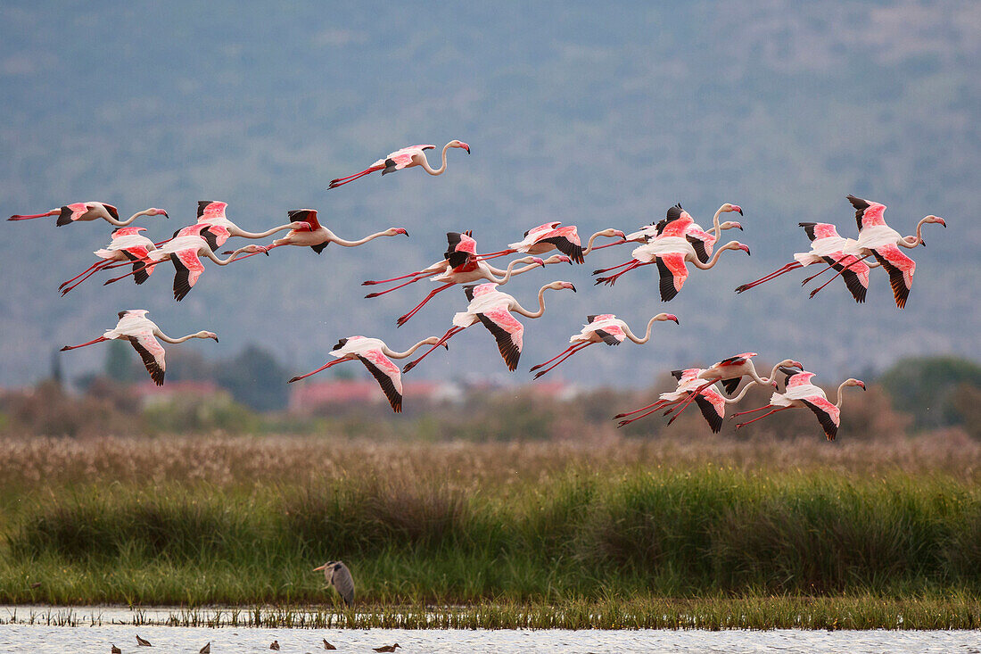 European Flamingo (Phoenicopterus roseus) group flying, Greece