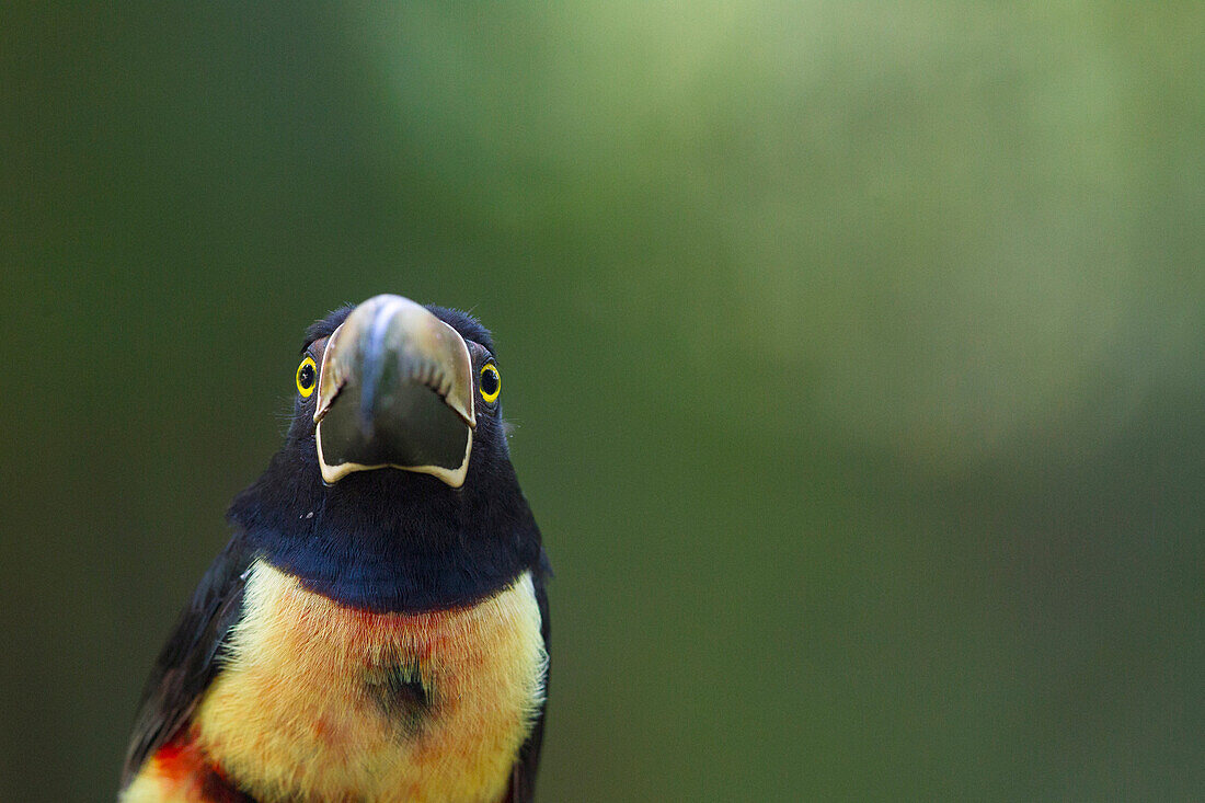 Collared Aracari (Pteroglossus torquatus), Costa Rica