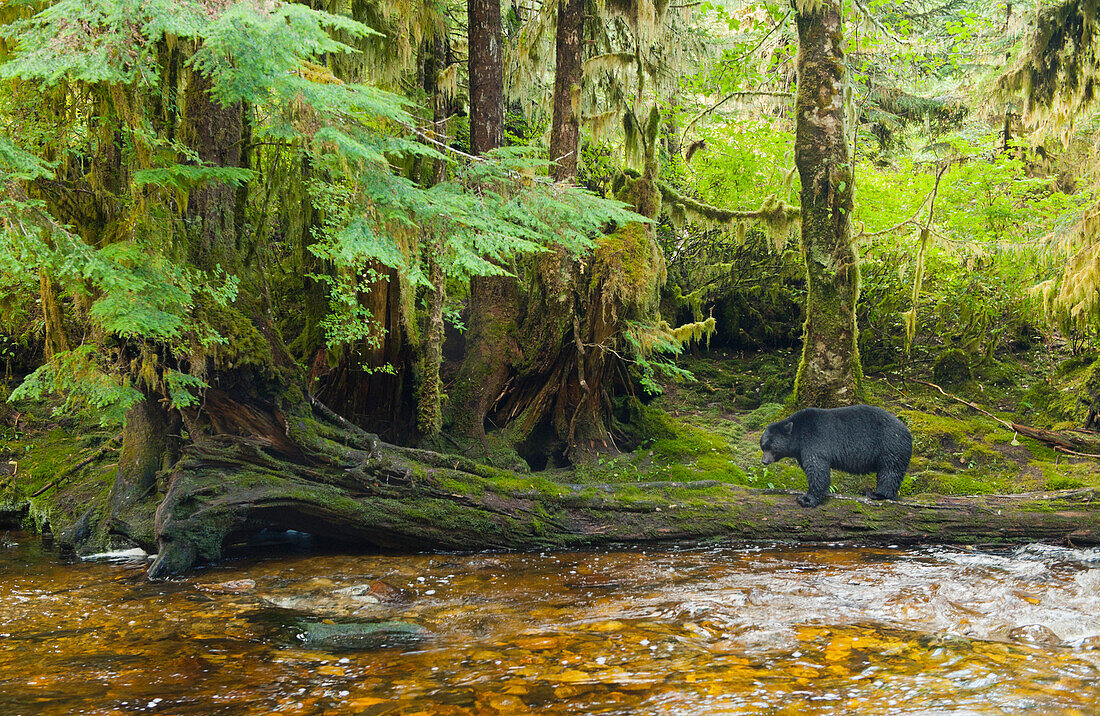 Black Bear (Ursus americanus) in temperate rainforest, Gribbell Island, Great Bear Rainforest, British Columbia, Canada