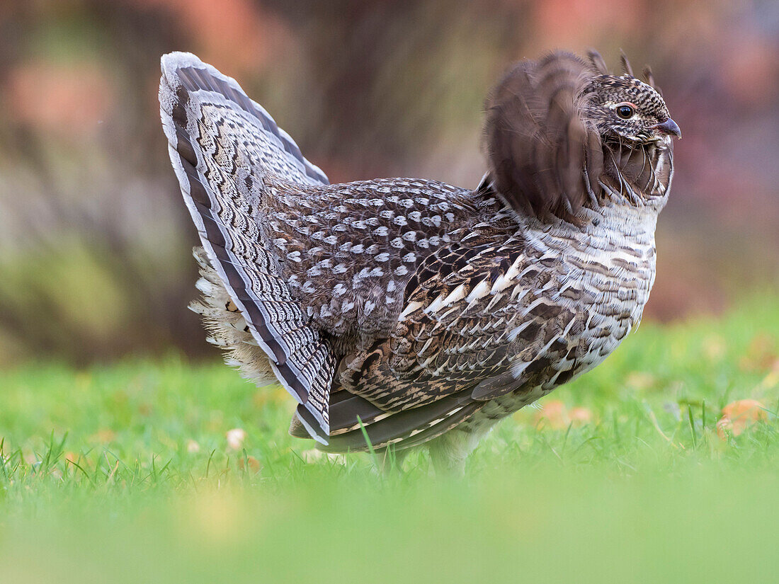 Ruffed Grouse (Bonasa umbellus), gray morph, male displaying in autumn, Cape Breton Highlands National Park, Nova Scotia, Canada