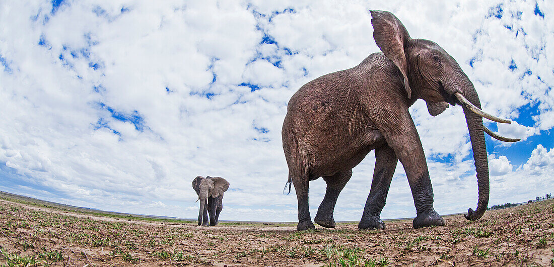 African Elephant (Loxodonta africana) pair in plain, Masai Mara, Kenya