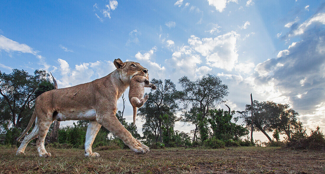 African Lion (Panthera leo) mother carrying cub in mouth, Masai Mara, Kenya