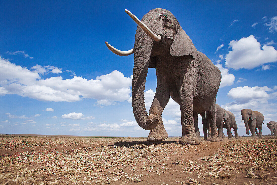 African Elephant (Loxodonta africana) herd in plain, Masai Mara, Kenya