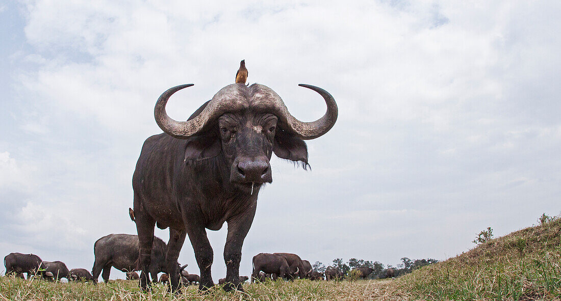 Cape Buffalo (Syncerus caffer) male with Yellow-billed Oxpecker (Buphagus africanus), Masai Mara, Kenya