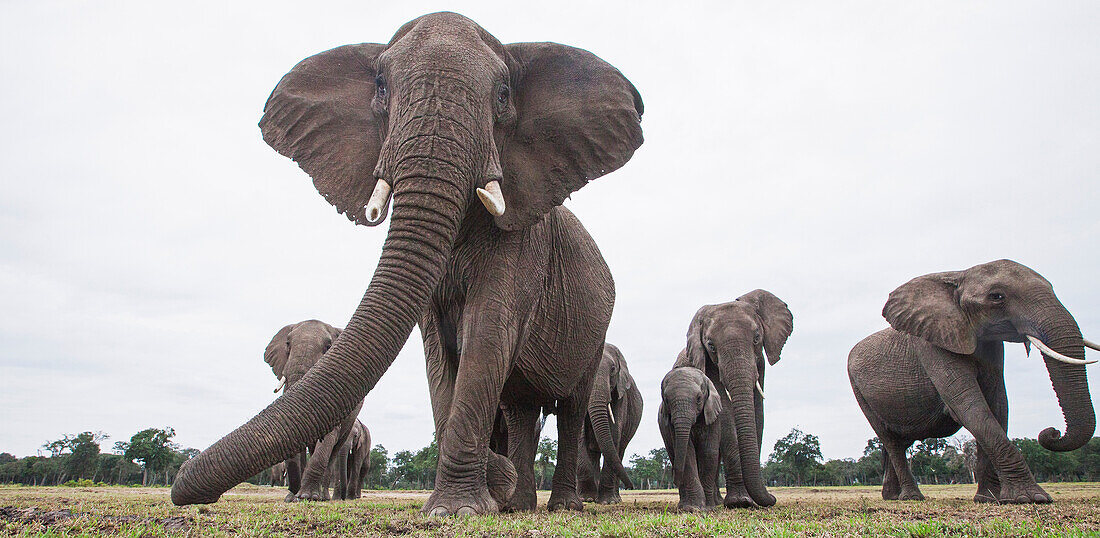 African Elephant (Loxodonta africana) herd, Masai Mara, Kenya