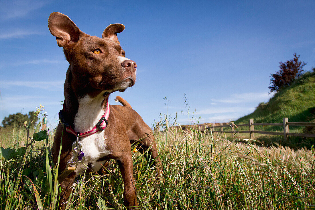 Domestic Dog (Canis familiaris) female in field, San Francisco, Bay Area, California
