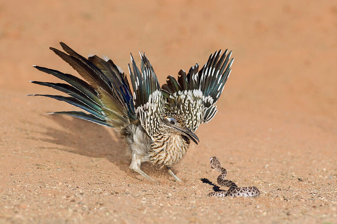 Greater Roadrunner (Geococcyx californianus) predating Western Diamondback Rattlesnake (Crotalus atrox) juvenile, Arizona