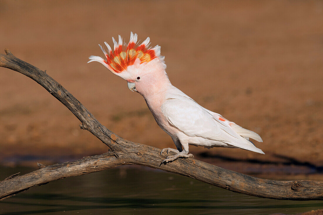 Major Mitchell's Cockatoo (Lophochroa leadbeateri) displaying with crest erected, Queensland, Australia