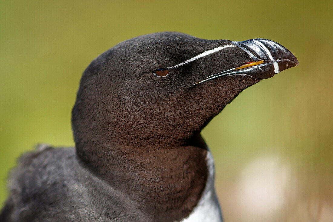 Razorbill (Alca torda), Scotland, United Kingdom