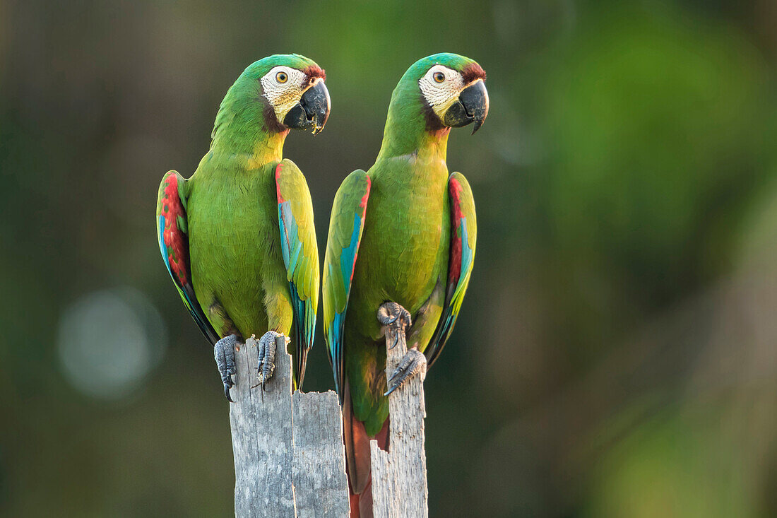 Chestnut-fronted Macaw (Ara severa) pair, Bolivia