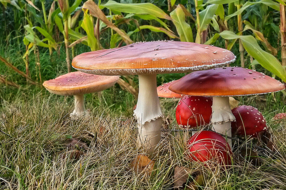 Fly Agaric (Amanita muscaria) mushrooms in autumn, Hesse, Germany