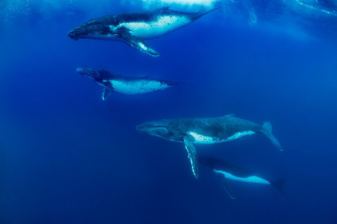 Humpback Whale (Megaptera novaeangliae) pod, Vavau, Tonga