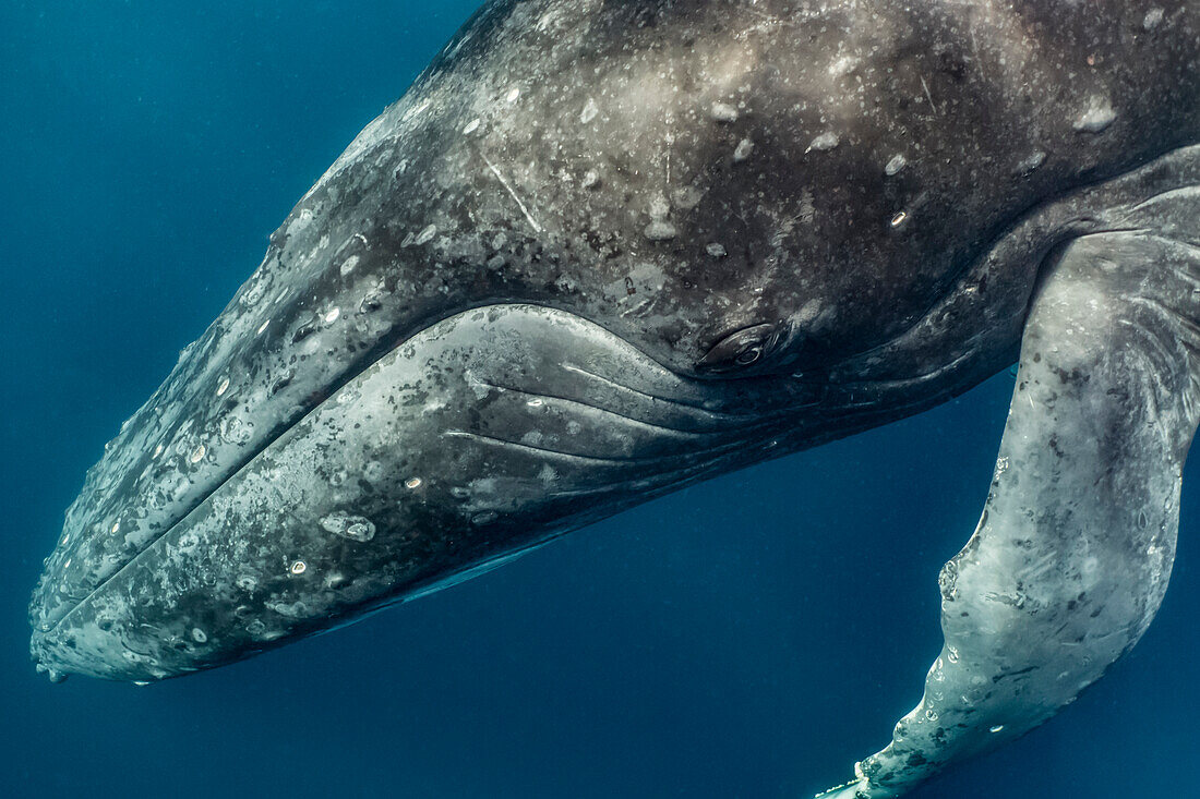 Humpback Whale (Megaptera novaeangliae), Vavau, Tonga