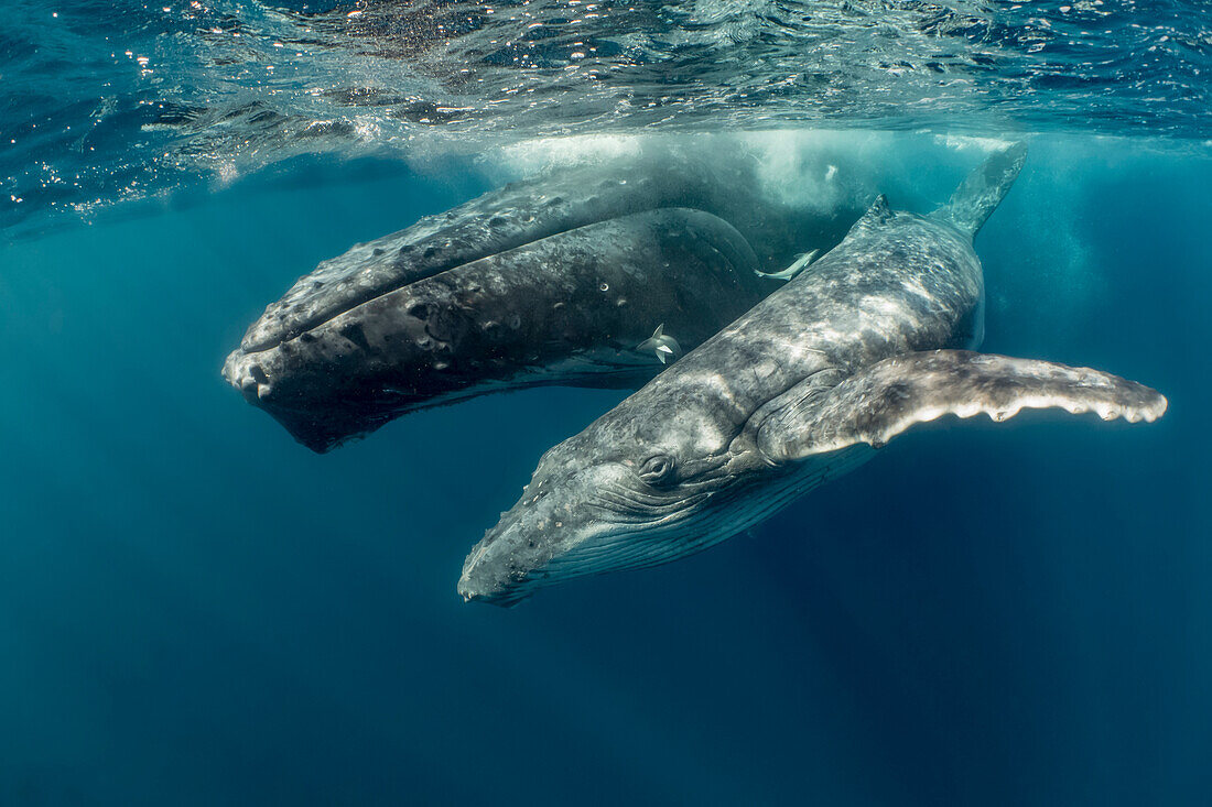 Humpback Whale (Megaptera novaeangliae) mother with young calf, Vavau, Tonga