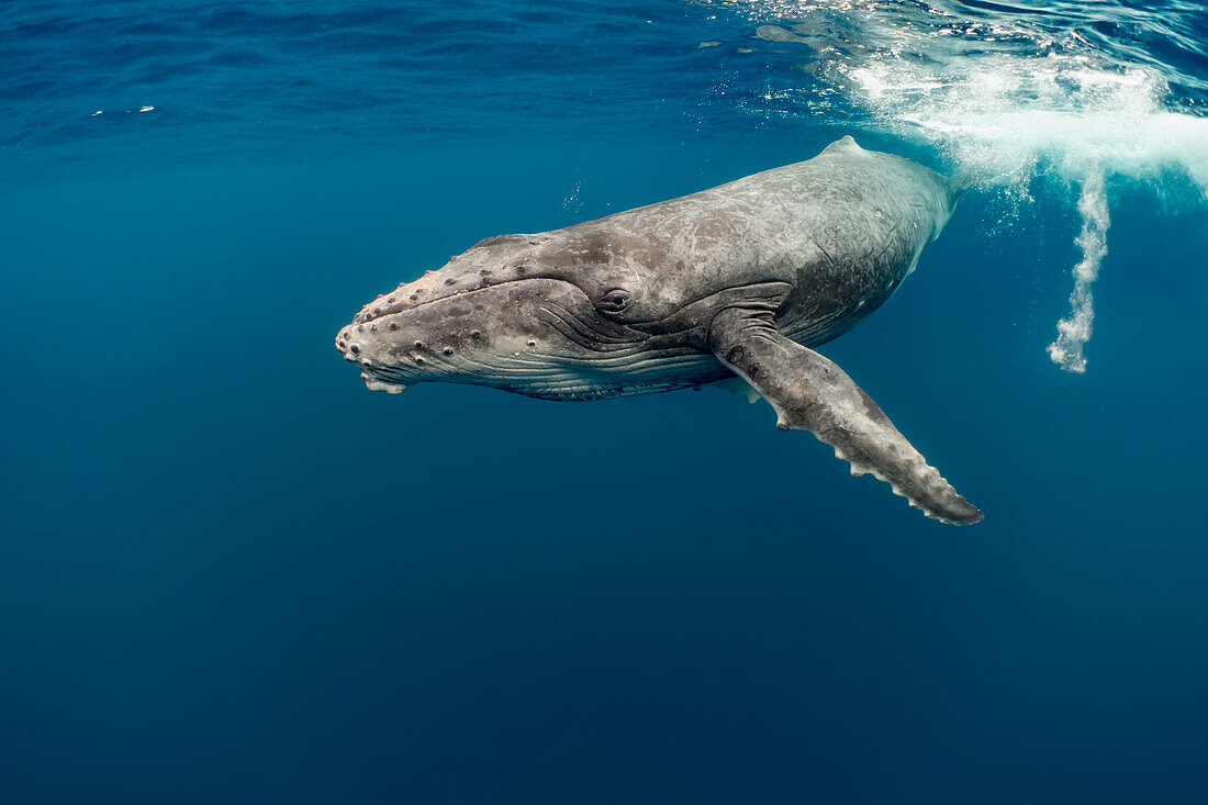 Humpback Whale (Megaptera novaeangliae) calf, Vavau, Tonga