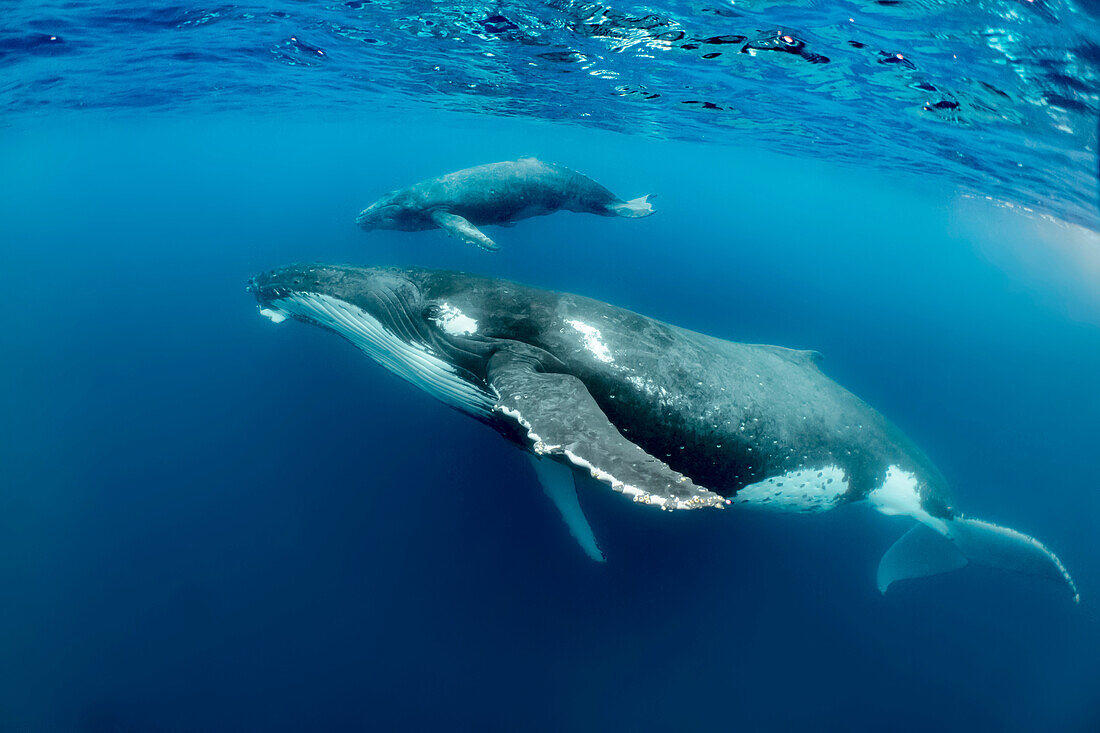 Humpback Whale (Megaptera novaeangliae) mother and calf, Vavau, Tonga