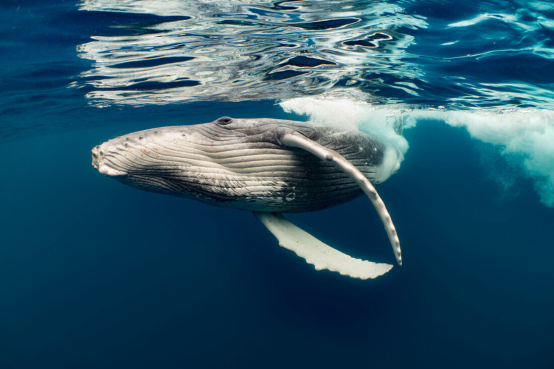 Humpback Whale (Megaptera novaeangliae) calf, Vavau, Tonga