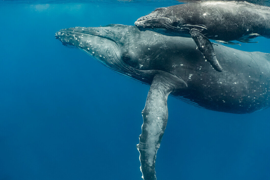 Humpback Whale (Megaptera novaeangliae) mother and calf, Vavau, Tonga