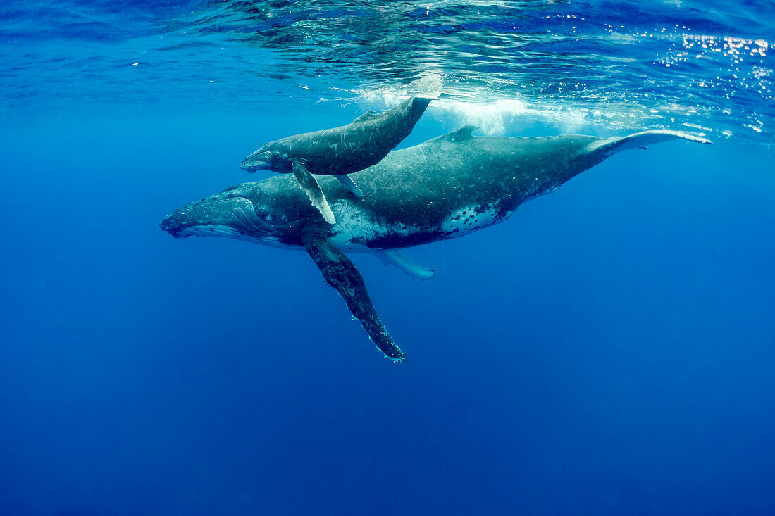 Humpback Whale (Megaptera novaeangliae) mother and calf, Vavau, Tonga