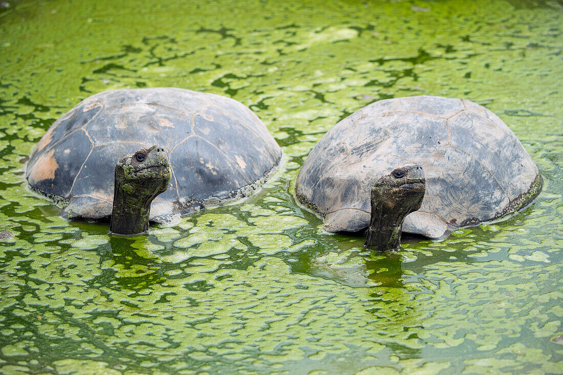 Volcan Alcedo Giant Tortoise (Chelonoidis nigra vandenburghi) pair wallowing in pond, Alcedo Volcano, Isabela Island, Galapagos Islands, Ecuador