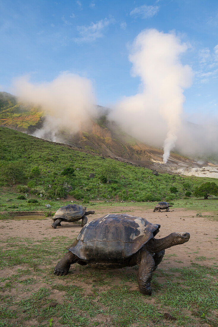 Volcan Alcedo Giant Tortoise (Chelonoidis nigra vandenburghi) group in volcanic landscape, Alcedo Volcano, Isabela Island, Galapagos Islands, Ecuador