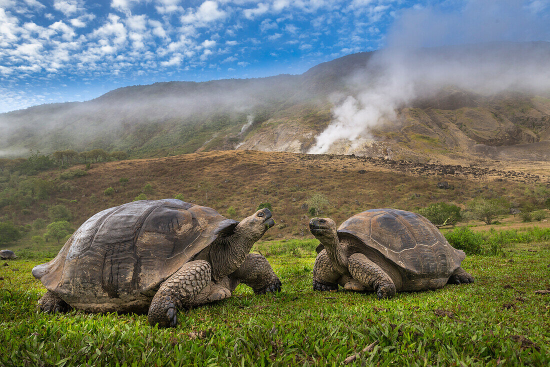 Volcan Alcedo Giant Tortoise (Chelonoidis nigra vandenburghi) pair in volcanic landscape, Alcedo Volcano, Isabela Island, Galapagos Islands, Ecuador