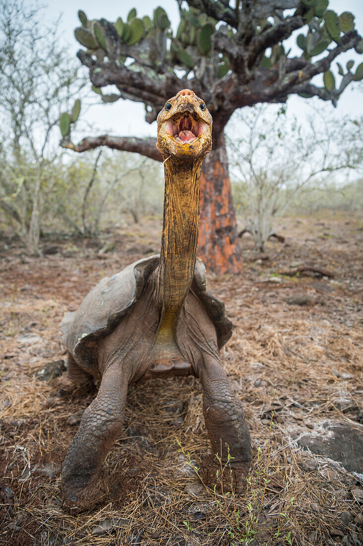 Saddleback Galapagos Tortoise (Chelonoidis nigra hoodensis) in defensive posture, Espanola Island, Galapagos Islands, Ecuador