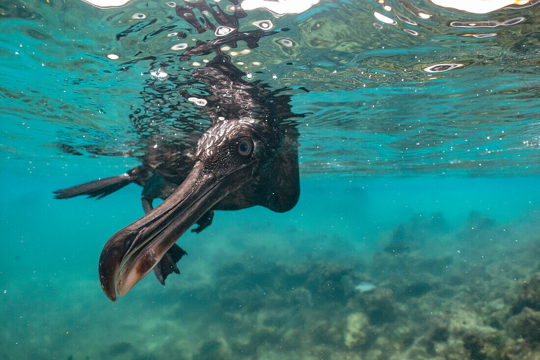 Flightless Cormorant (Phalacrocorax harrisi) foraging underwater, Isabela Island, Galapagos Islands, Ecuador