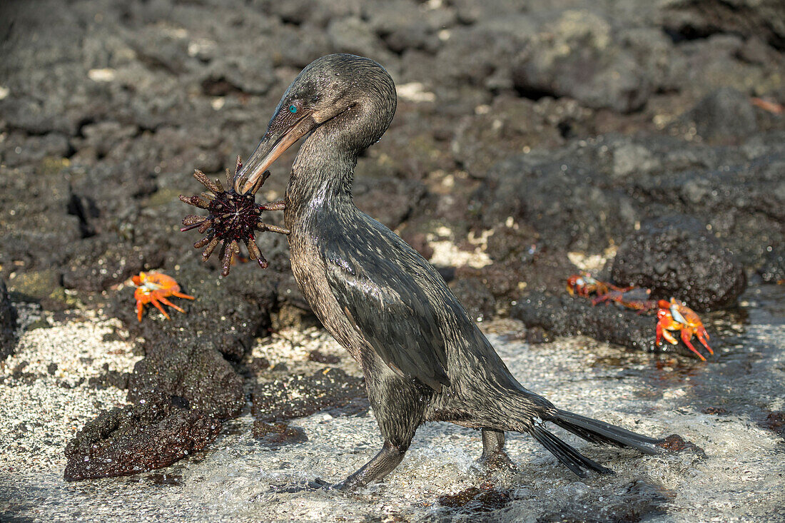 Flightless Cormorant (Phalacrocorax harrisi) carrying Pencil-spined Sea Urchin (Eucidaris thouarsii) prey near Sally Lightfoot Crabs (Grapsus grapsus), Punta Albemarle, Isabela Island, Galapagos Islands, Ecuador